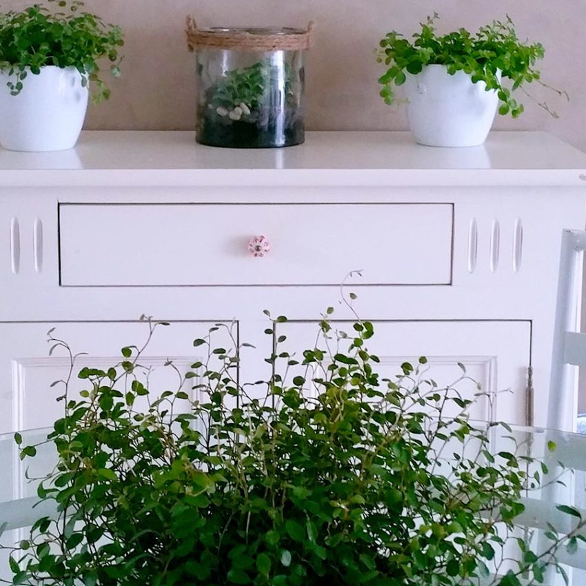 nature et salle à manger bahut blanc et plantes vertes